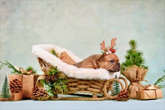 French Bulldog dog puppy in Christmas sleigh carriage surrounded by seasonal decoration