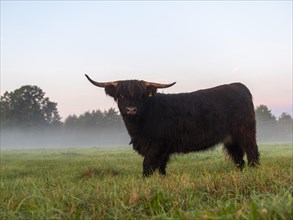 Young black bull with horns grazing in fog