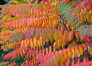 Leaves of the staghorn sumac