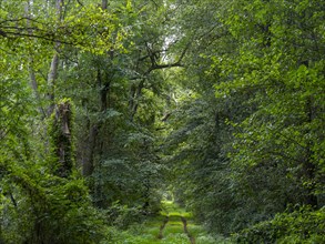 Deciduous forest and hiking trail in the Spreewald biosphere reserve