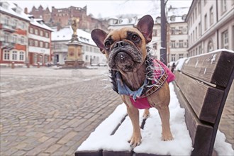French Bulldog dog wearing warm pink winter coat with fur collar standing on snow covered bench in town square with old historic buildings in background