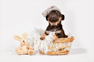 Cute tan French Bulldog dog puppy with night cap and toy plush bunny in basket