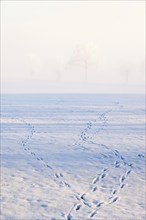 Animal tracks of deer and hares in the snowy in a field