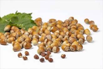 Hazelnuts in and without shell