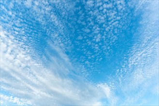 Mottled sky formed by Altocumulus stratiformis clouds. Bas-Rhin