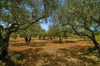 Landscape of old olive trees