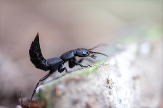 Devil's coach-horse beetle