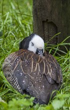Sleeping white-faced whistling duck