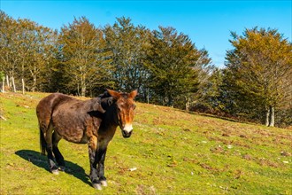 Free horses on Mount Izu in the Artikutza natural park. Basque Country