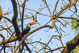 Beautiful toucan perched on a tree in the forests of the state of Minas Gerais