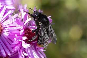 Violet carpenter bee