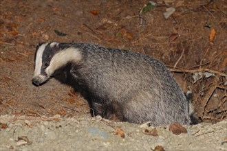 Badger secures on site in front of it moves out completely