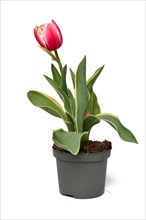 Potted pink 'Tulipa Red Sparks Toplips' tulip with white tips on white background