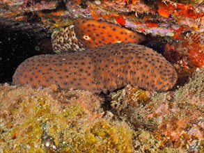 Spotted sea cucumber