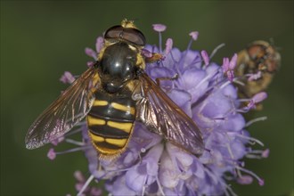 Common wasp fly