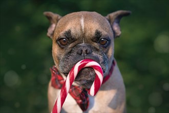 French Bulldog dog with striped Christmas candy cane in front of mouth on blurry green background