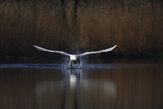 Mute Swan