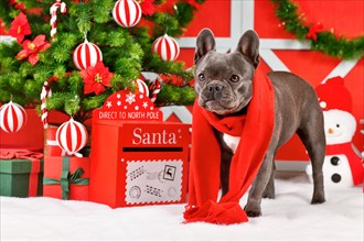 French Bulldog dog wearing red winter scarf next to festive Christmas decoration