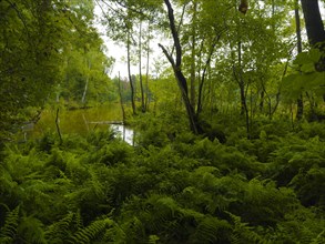 Wilderness with ferns and bushes and wetlands