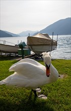 Swan and Boat on the Background and Lake Lugano with Mountain in a Sunny Summer Day in Bissone