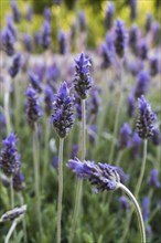 Purple lavender flowers. Vertical shot