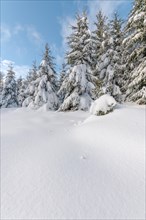 Fir forest under the snow in the mountains. Vosges