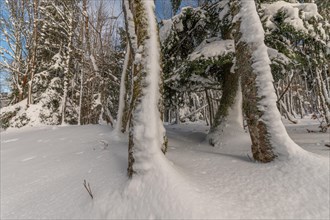 Wooded forest in the snowy mountains in winter. Vosges
