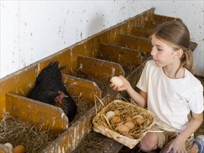 Boy collecting eggs from the nests into a basket in the henhouse
