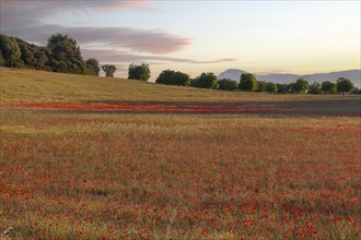 Poppy meadow