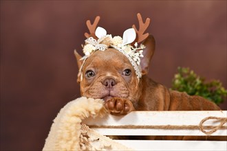 French Bulldog puppy with reindeer antlers in box in front of brown background
