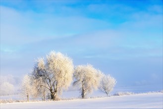 Beautiful winter day with hoarfrost on the trees by a field with snow and fog