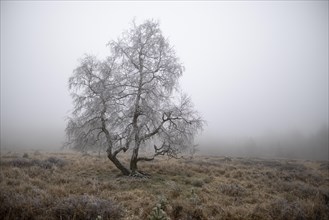 First hoarfrost on tree and heath in November in the fog