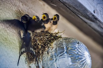 3 young swallows