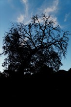 Dramatic dark silhouette of an old oak tree with dry branches with blue sky and clouds in the background