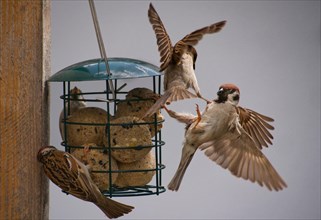 Quarrelling sparrows