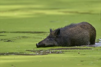 Wild boar