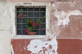 Small barred window with a potted flower in bloom