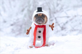 French Bulldog dog dressed up as snowman with funny full body suit costume with red scarf