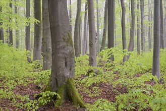 Deciduous forest with natural regeneration in spring with fog
