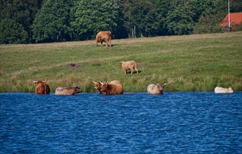Cattle and cows cooling down in the water