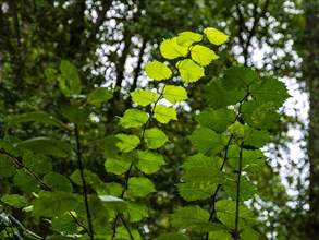 Green leaves in a deciduous forest