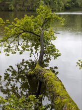 Thick fallen tree trunk with moss and green foliage in the lake