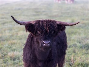 Young black bull with horns Pasture