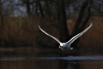 Mute Swan