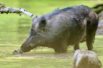 Wild boar