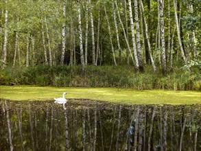 Pond with swan at birch forest