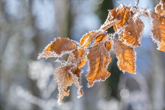 Ice crystals on dried beech leaves
