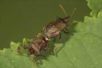 Two-toed thorn bug