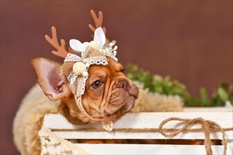 Portrait of Mocca colored French Bulldog puppy with reindeer antlers on brown background