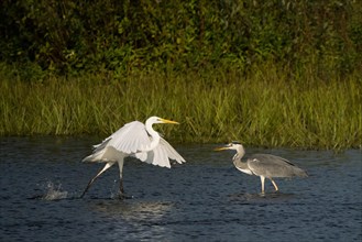Encounter of great egret